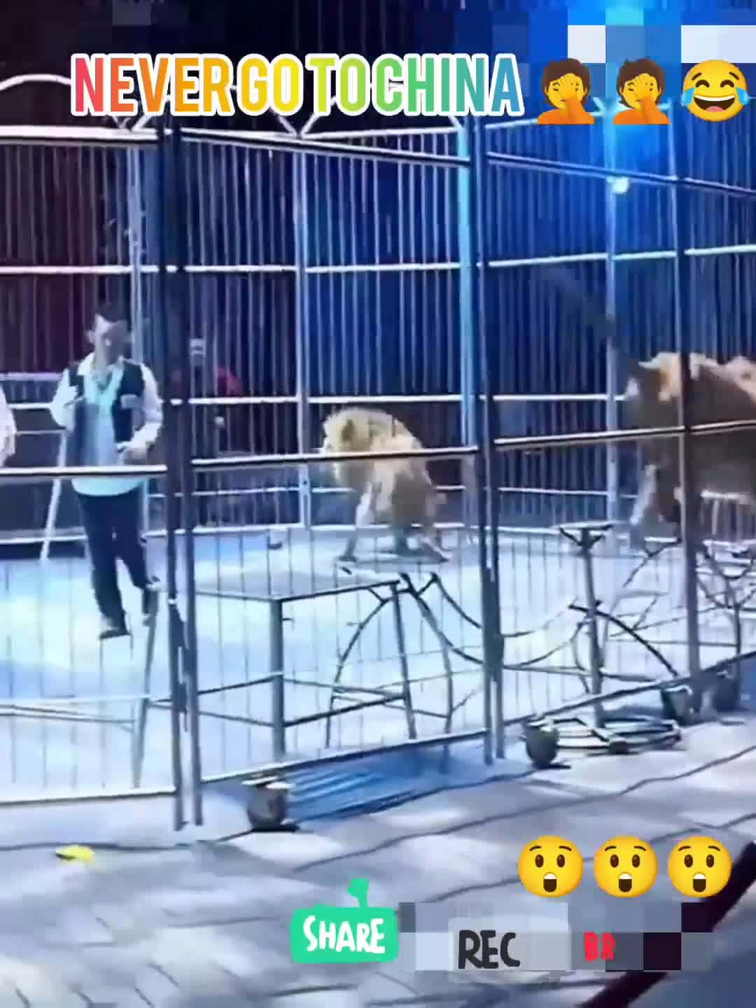Cover for #funnyclips #nevergotochina #circus #lions #enjoy #followme 