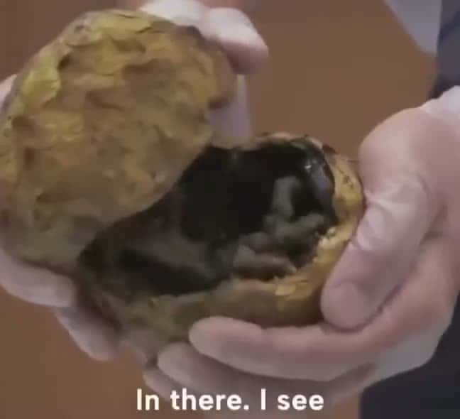 Cover for Nope nope nope
