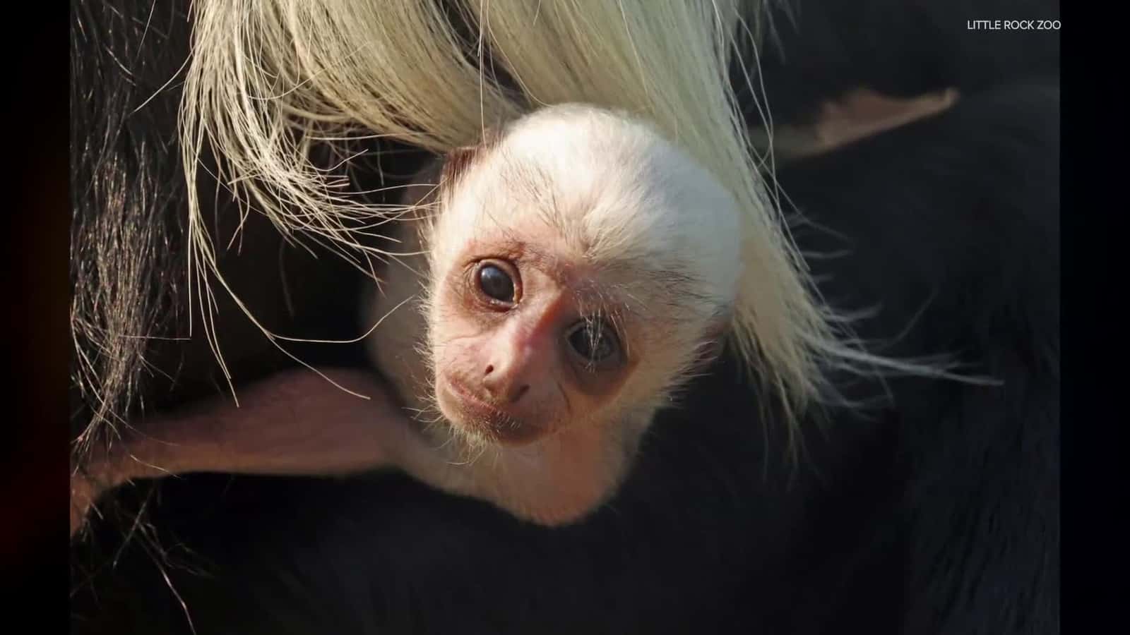 Cover for Baby primates born at Little Rock Zoo