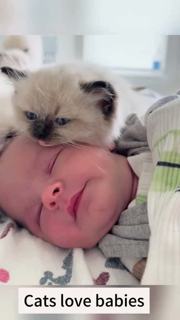 Cover for Cats love babies happy Love cute cutebaby happybirthday foryou kiss cat dog 50510 #followMe
