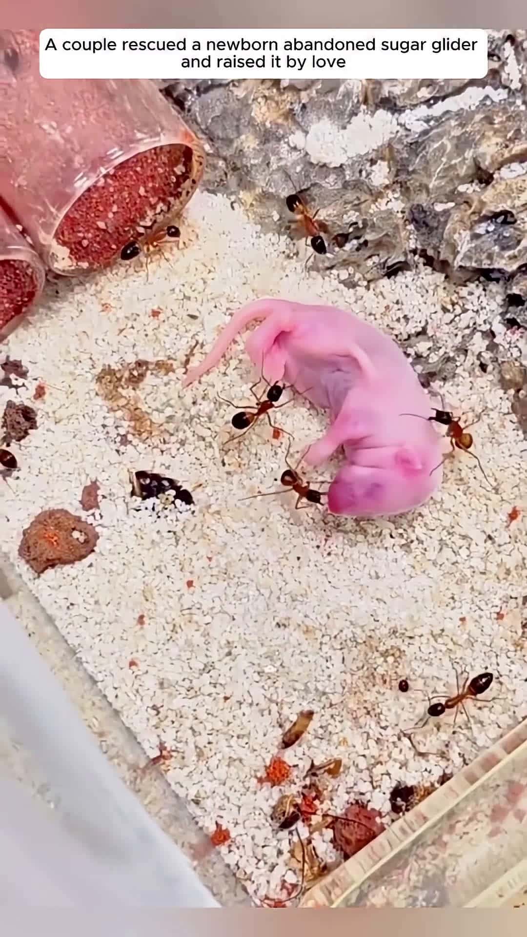 Cover for A couple rescued a newborn abandoned sugar glider and raised it by love