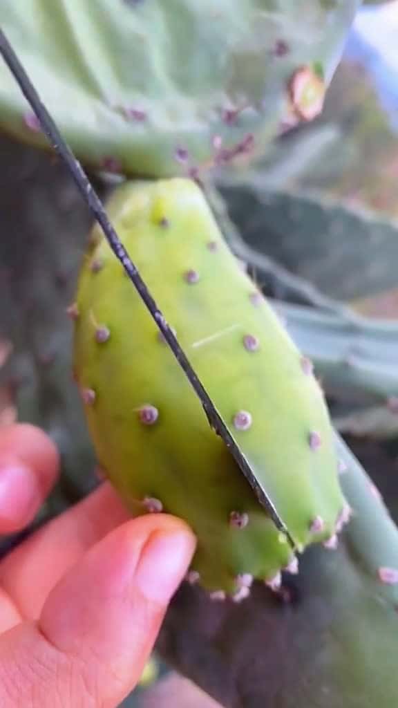 Cover for OMG !! Opuntia Ficus Indica #Opuntia #fyp #fyp #fy #foryou
