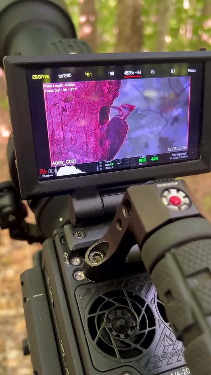 Cover for Filming a Pileated Woodpecker nest in Maine