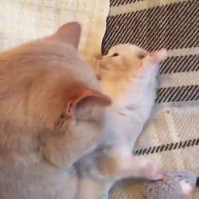 Cover for Cute not enough - Cute Kitten Video Love Pets #cuteKitten #LovePets #funnyVideo #funnyanimals #funnypetsvideo #amazinvideo #animalrescuse #cutebabies #dogs #kittens