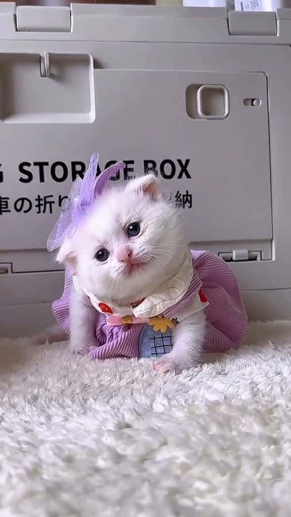 Cover for - So cute kittencat pet catsoftiktok cutecat lovecat lovecatsoftiktok kittens fy 75629 #trending