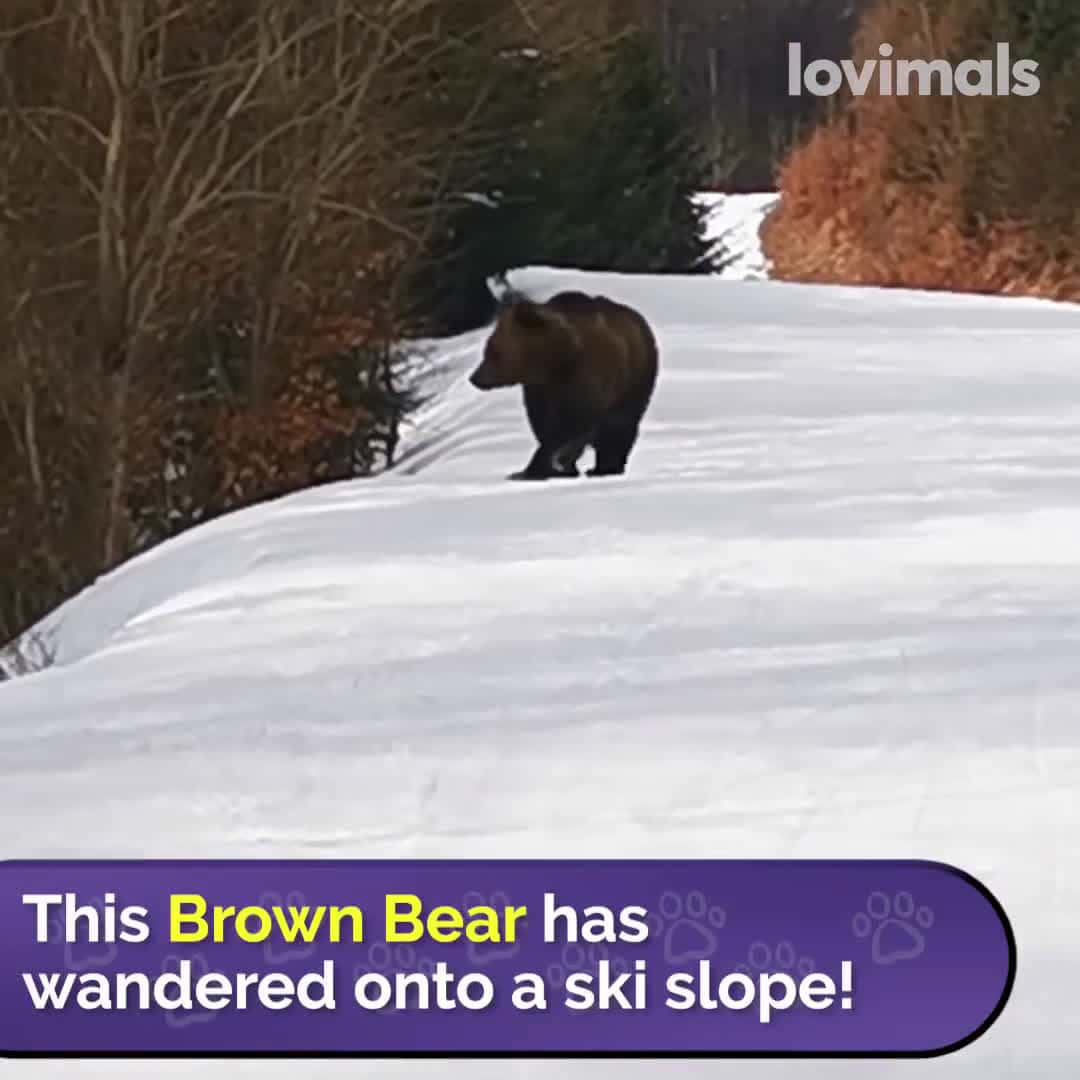 Cover for Brown Bear Chases Ski Instructor Down Slope