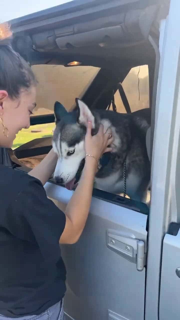 Cover for Love meeting new fur babies #fyp  #viral  #foryou