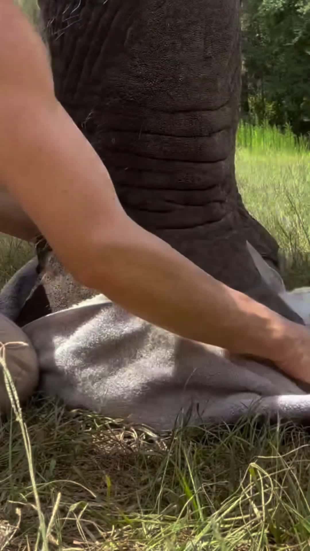 Cover for How I Wash My Elephant Left Leg #follow #foryou #scoopz #shorts #fyp #caughtoncamera 