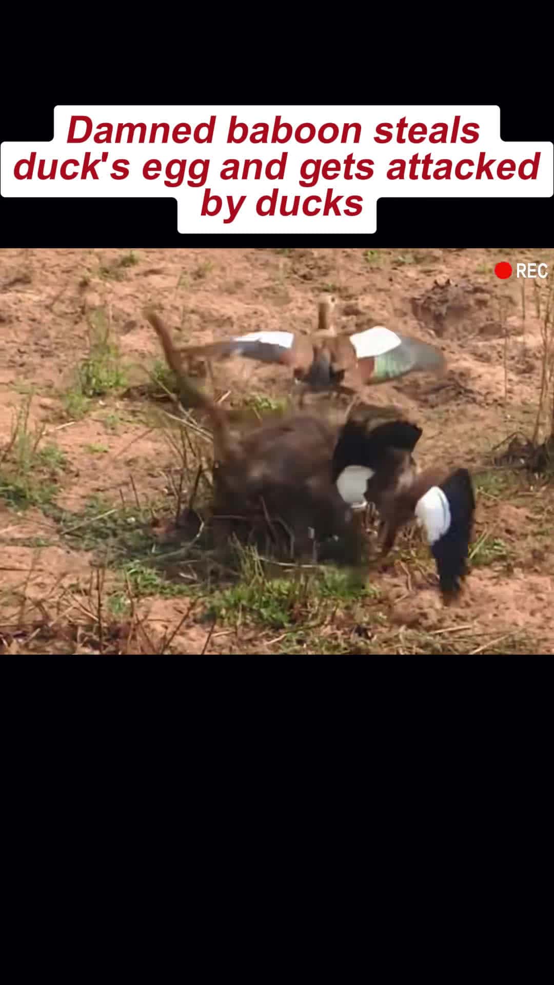 Cover for Damned baboon steals duck’s egg and gets attacked by ducks #monkey #duck #foryou #animals #animalsofetiktok 🔥🔥🔥