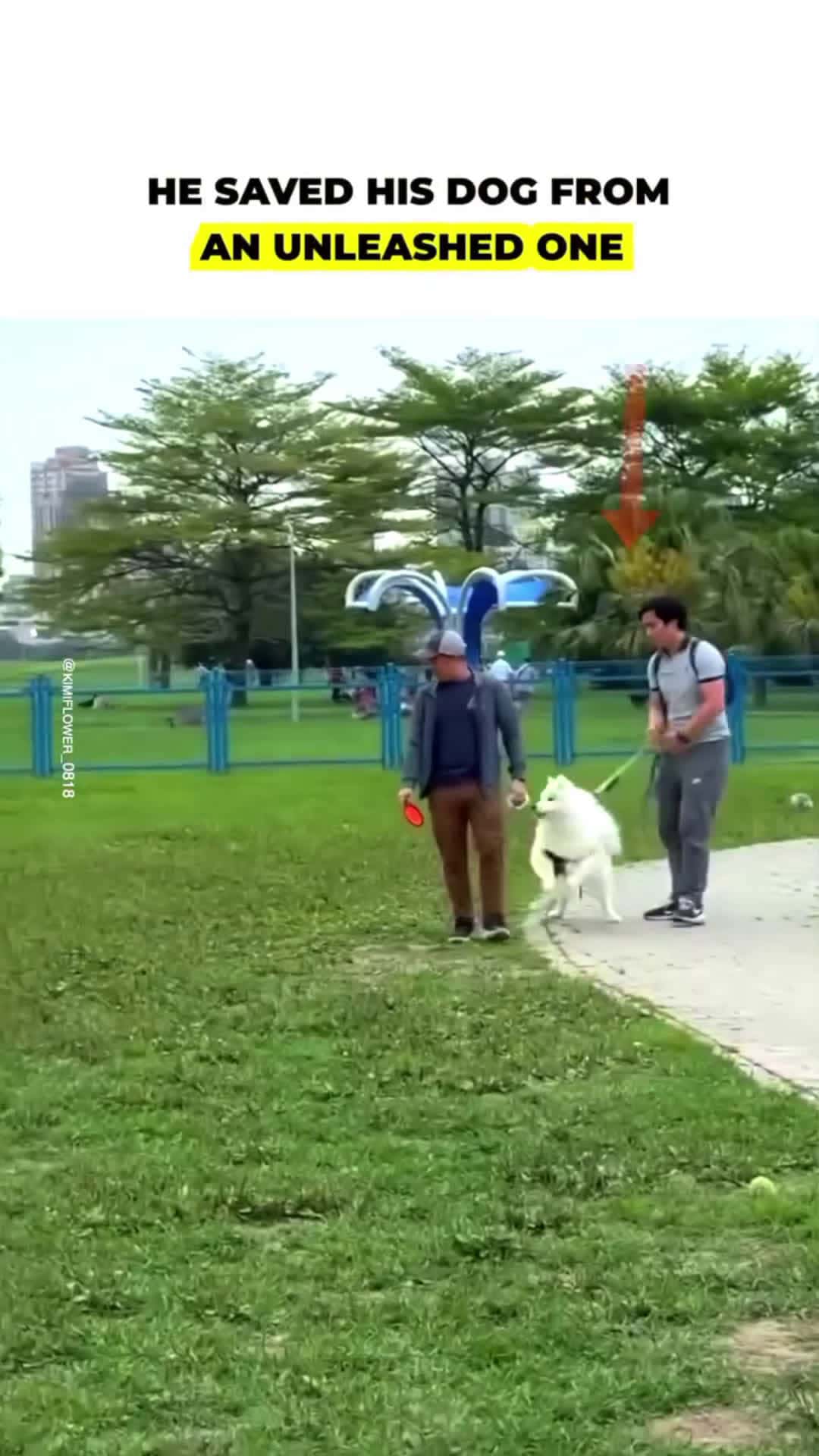 Cover for He wanted to go on a walk with his pet.But this border collie owner wasn’t as responsible. 