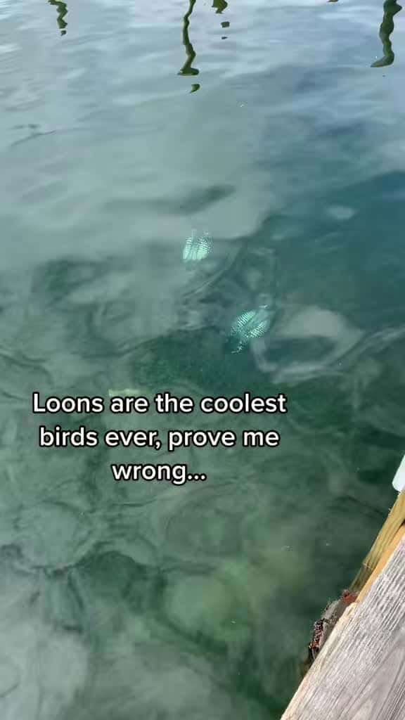 Cover for Why loons are the real kings of the lake! 🌊🦆 #LakeLife #Loons #NatureLovers