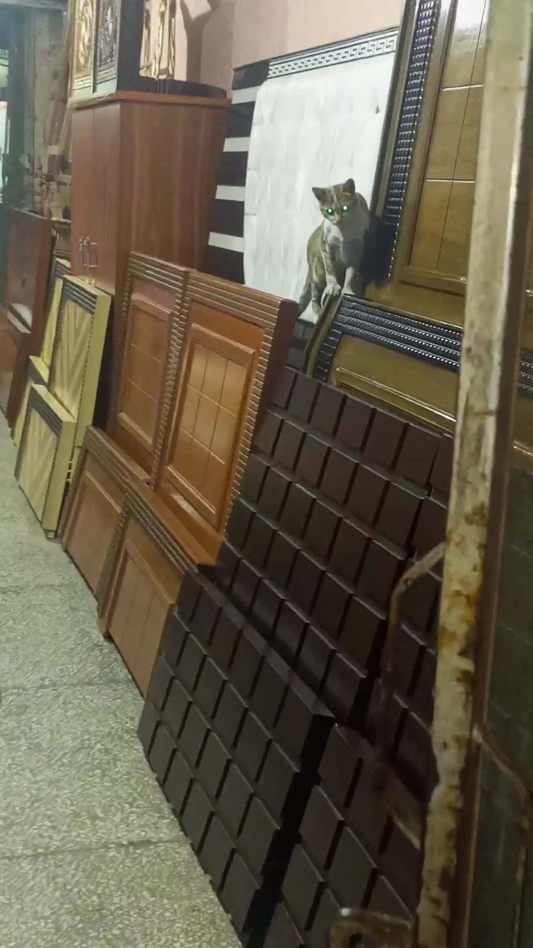 Cover for This cat in to my furniture store. #trending#shorts#fyp#reel#foryou#trend#viral#jokejuxtapose#spotlight#like#comment#share#follow