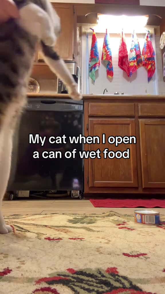 Cover for @Friskies 💅 my cats ❤️ wet food #sugaronmytongue #cats #catsoftiktok #fyp #thedivakats  created by Thedivakats with Tyler, The Creator’s Sugar On My Tongue