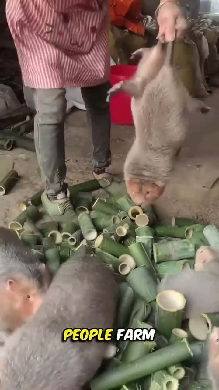 Cover for Bamboo Rats farming in China 🐀😳 #rats #china #facts