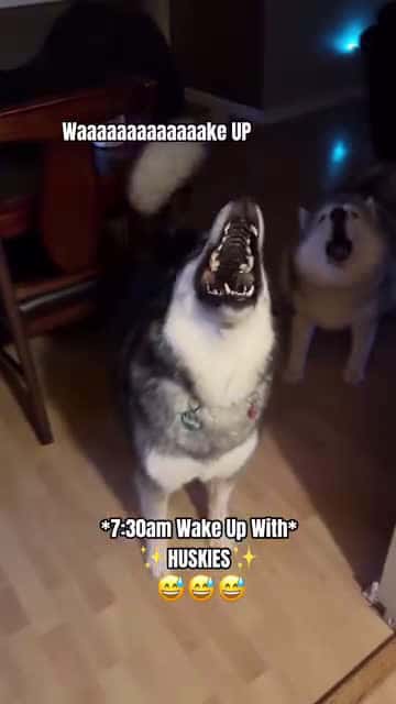 Cover for Throwback to one of the many howl sesh videos I created but hadn’t posted yet. Kita, I know you’re up there howling down with Tikanni and Tehya. I hope one day these will make me laugh instead of cry 😭🌈#dogsofinstagram #dogsofinsta #dogs #husky #HuskiesLike|Share|Comment & Follow @tikanni.kita.n.tehya.3.sibes for daily laughs and smiles