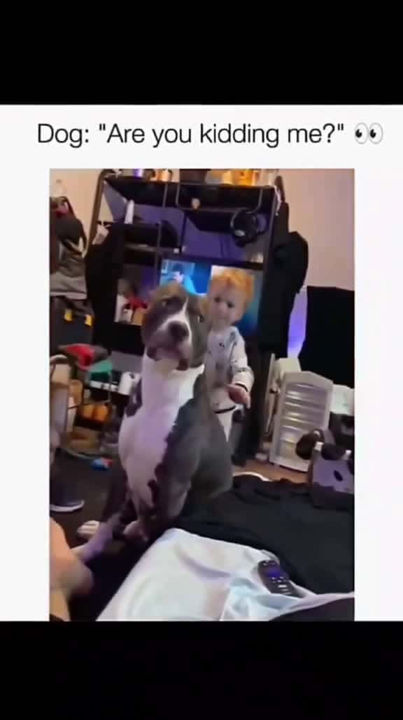 Cover for #pawfectga #pawfectpetsbyga #pawfectlyfunnyga #gaflufffails #gafloofsquad #onlyatpawfectga #gacomedycrew #dailyderpga #lolpetsga #funnypetsbyga #lolsbyga #lolsbygaclips #petlaughsga #gacomedypets 