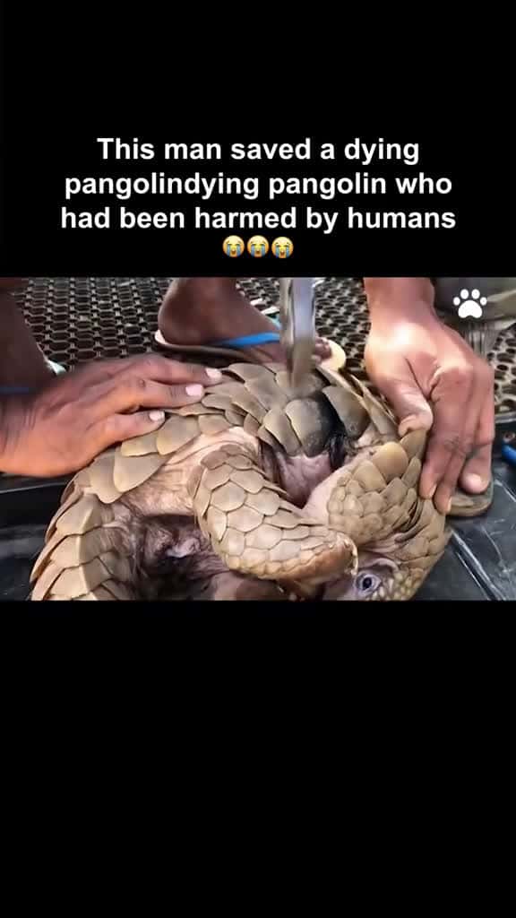 Cover for #rescue #rescueanimals #loveanimals #animallove #animalfriends #animallover #animalsoftiktok #viral #fyp #foryou #foryoupage #animals #wildlife #wildliferescue #heartwarming #save #pangolin #viral  #scoopz 