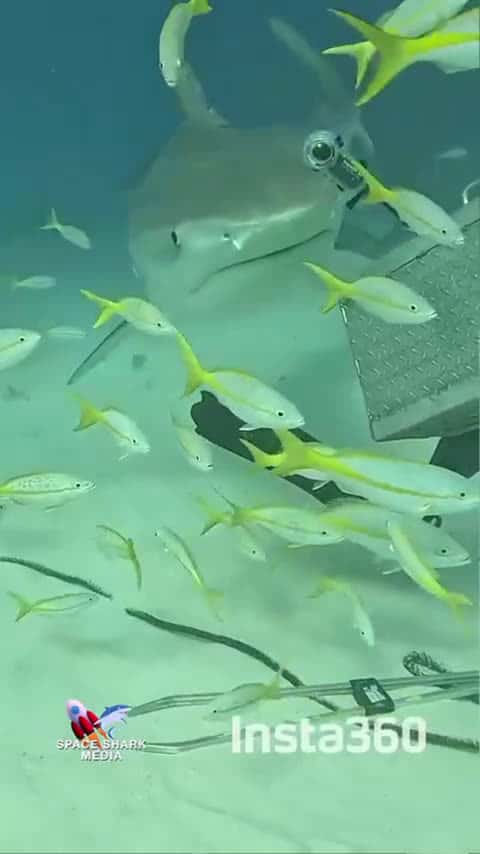 Cover for Tiger Shark #insta360 #shark #sharks #cuteanimals #sharkweek #sealife #ocean_0016 (2)