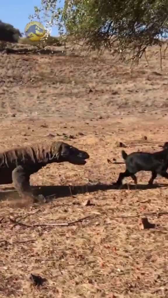 Cover for Komodo Dragons Preying Goats    EDUCATIONAL VIDEO komododragon animals wildanimal 36325 #us
