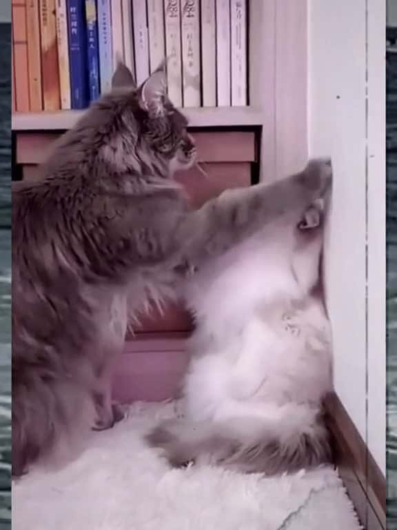 Cover for so cute couple pets funnyvideo haihuoctiktok meomeoyeu12 cat funny 83563 #trendingscoopz