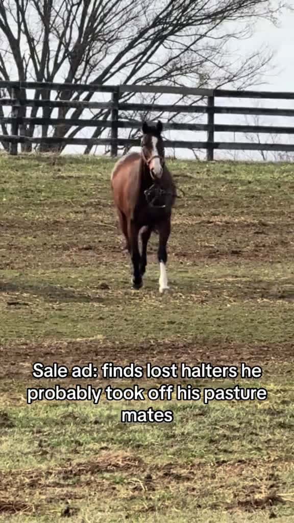 Cover for I been lookin for that... farmlife horses kentucky equestrian horsefarm horserider horsetr 72395 #american