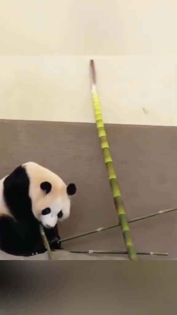 Cover for Panda core panda happy Love fyp foryoupage core funnypande foryou happy usa 78367 #shortvideosscoopz