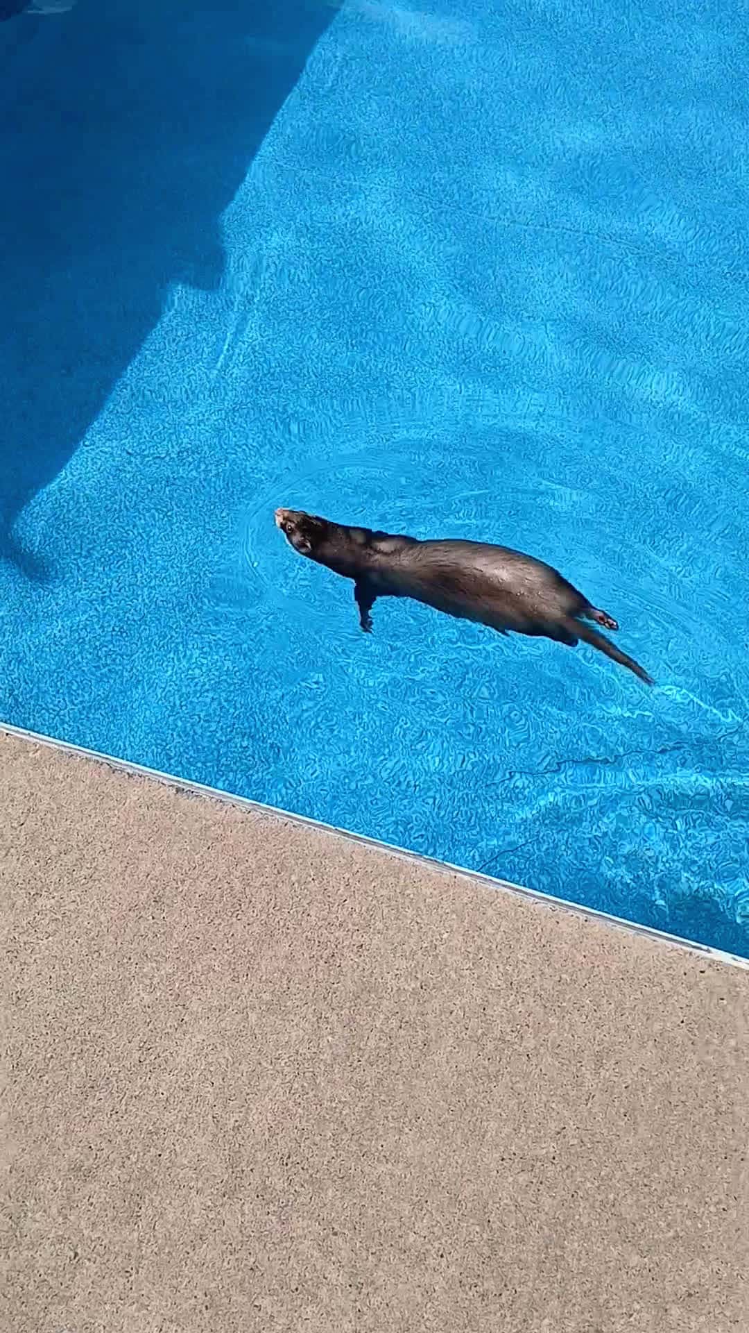 Cover for ferrets swimming and exercise, saltwater pool so its great for their skin. 