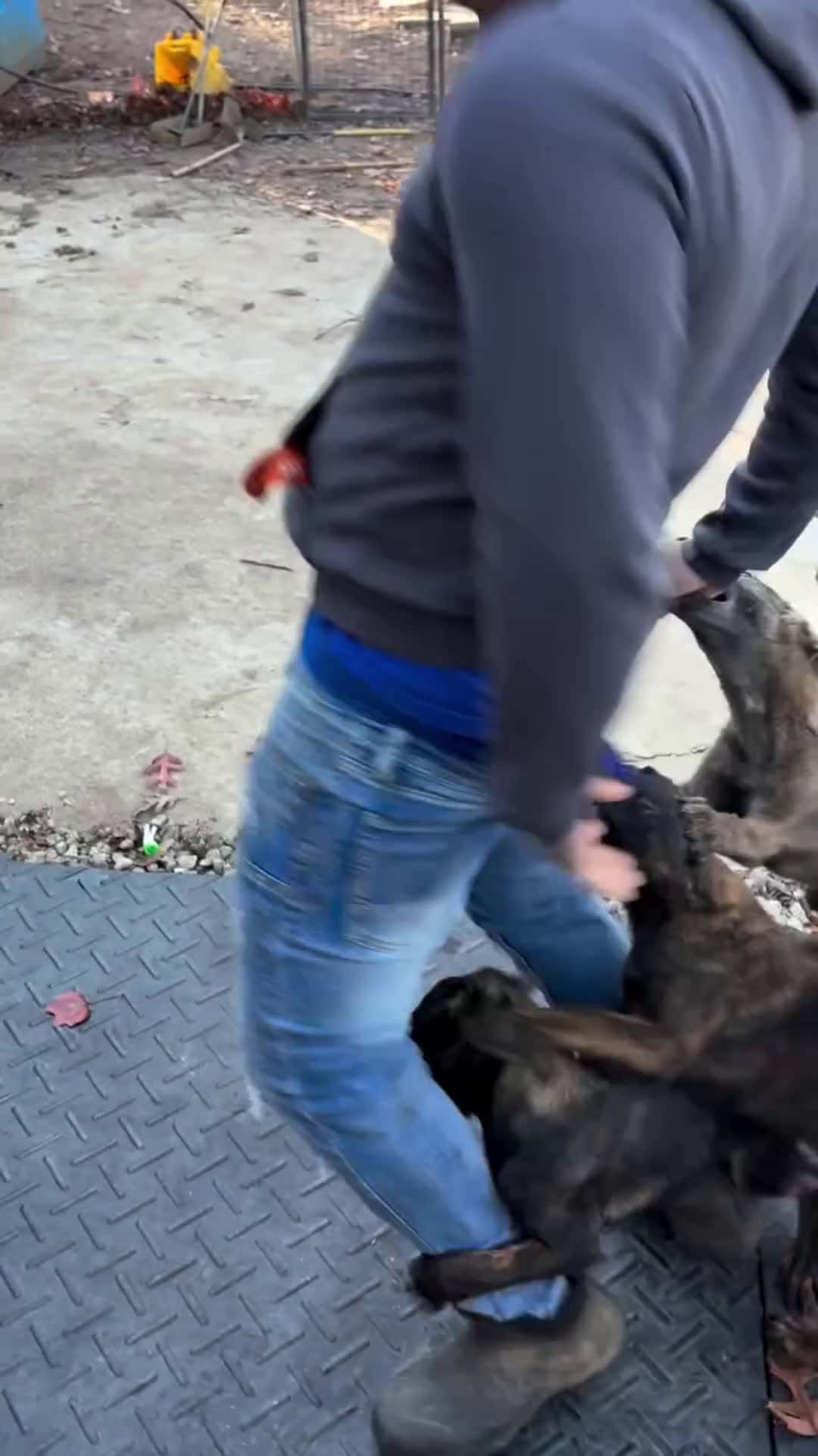 Cover for ohhh noooo😭😭😭💀 #dog #pet #comedy #trending #fyp #goviral #pov #jet2holidays #funny