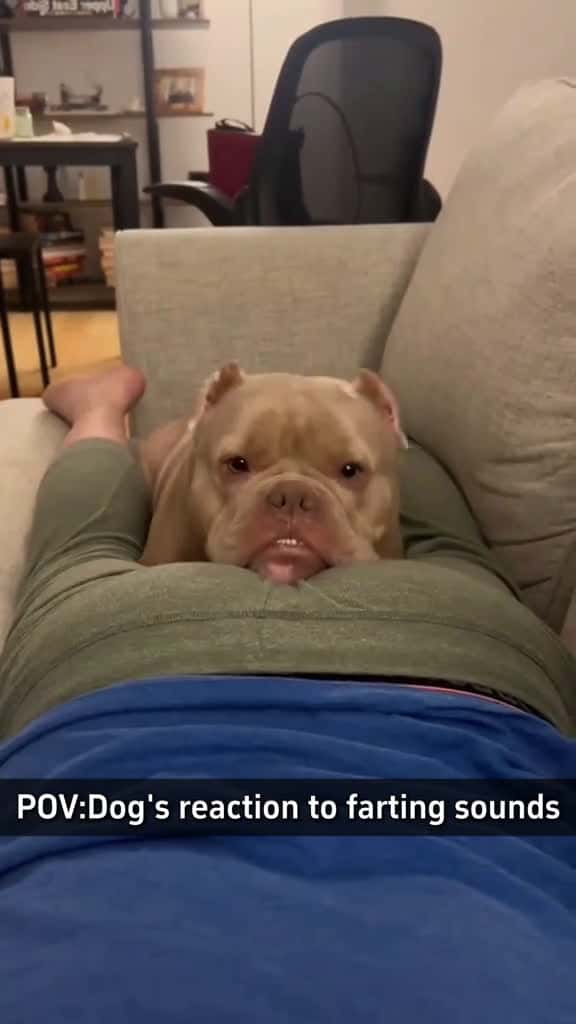 Cover for Dog's reaction to farting noises#US#dog #cutedog#doglover #fyp #foryou #foryoupage#funny #fyp #funnydog#funnyvideos  #funnyanimals #kitty