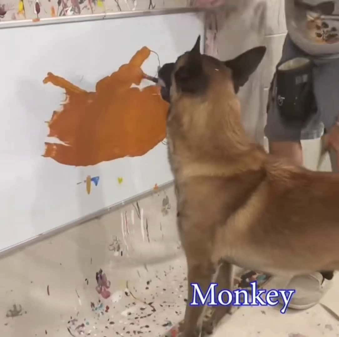 Cover for German Shepherd. Brush in mouth. Scooby-Doo on canvas. Art world shaken. 🎨🐕 #DogPainter #GermanShepherd #ScoobyDoo #PawCasso #ArtDog #DogArt #PetTalent #CanineArtist #PaintingDog #FurryPicasso #ScoobySnacksAndStrokes #DogTok 