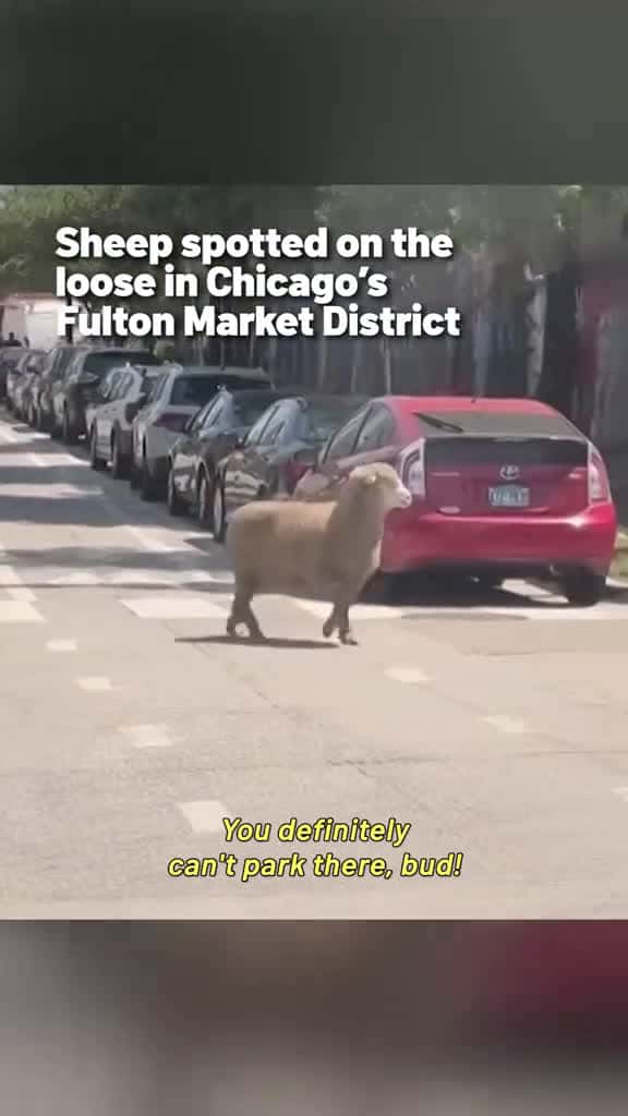 Cover for Sheep... on the lam? 🐑 Chicago residents had their phones out and ready when a sheep was seen trotting around the city's Fulton Market District! #sheep #chicago #fultonmarket #fultonmarketdistrict #westloop #animals created by ...