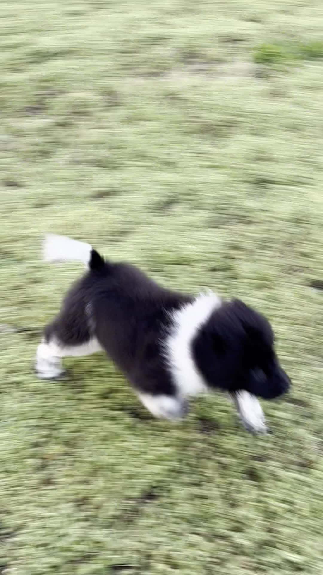 Cover for 🐾❤️Watch me play and grow  #chowchowpuppy  #puppy
