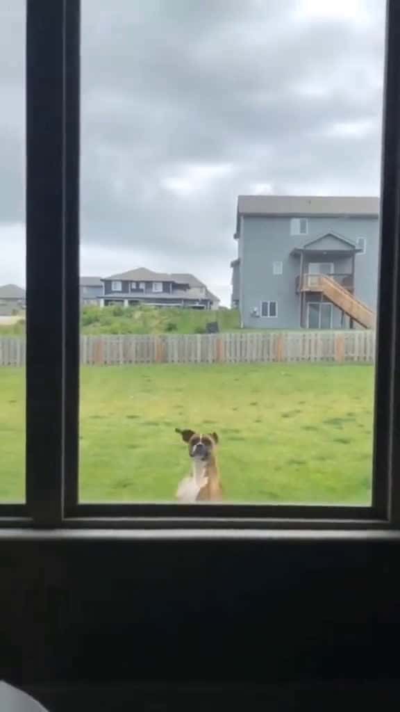 Cover for 🤣Funny Animals 2025🤣Funny Dogs video🐶 part-67#funnyanimalvideos #funny #funnyvideos #funnyanimals #funnypets #funnypetsvideo #dog #dogs #doglovers #funnydog