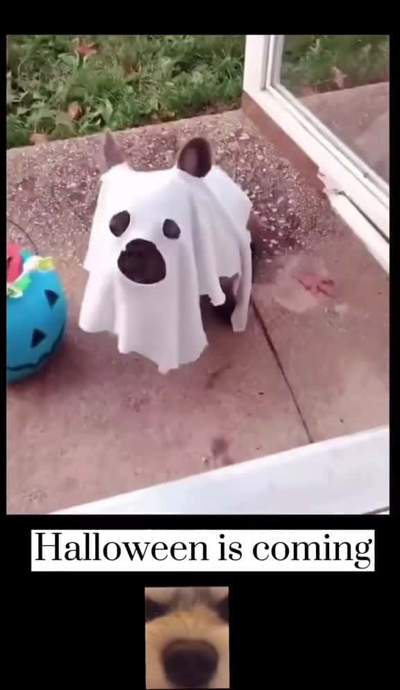 Cover for Happy halloween tiktokpets bulldog halloween2023  happy foryou xuhuongtiktok 49006 #shortvideos