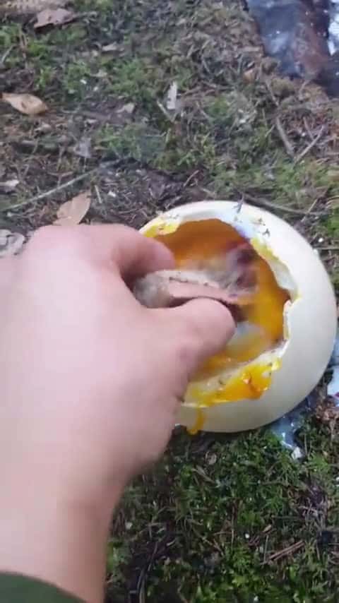 Cover for Wilderness survival w Giant Egg! (credit: quantum8975) #survival #wilderness #cooking #bushcraft #outdoors