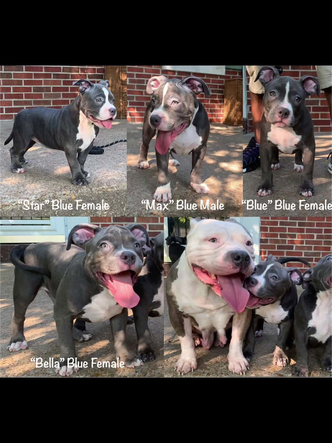 Cover for Meet the crew! 🐾 Star, Max, Blue, and Bella — our playful, loving blue bully babies — stealing our hearts more every day. 💙 #visit  #our #home  #see  #americanbully