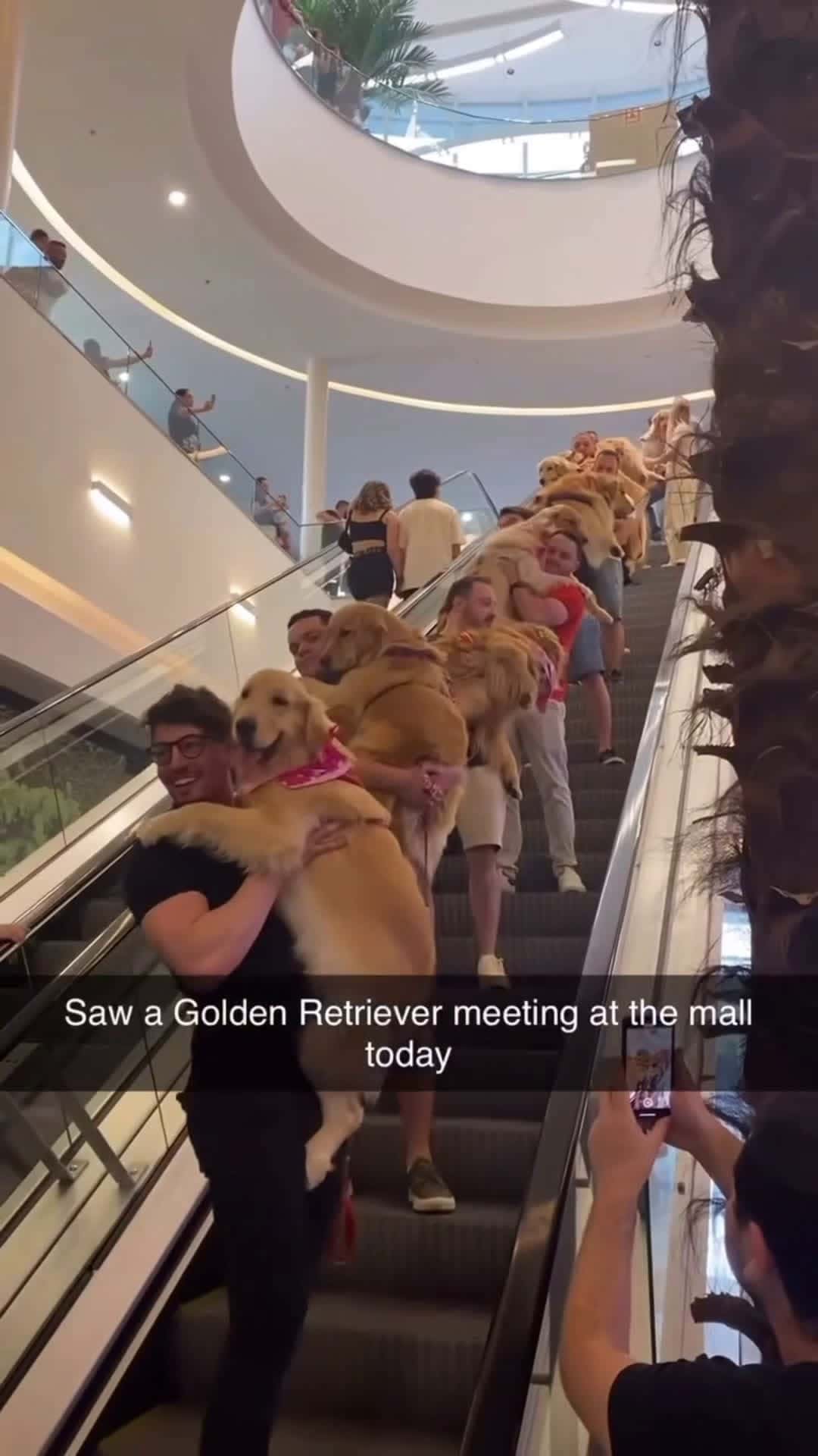 Cover for Dogs meet your twin