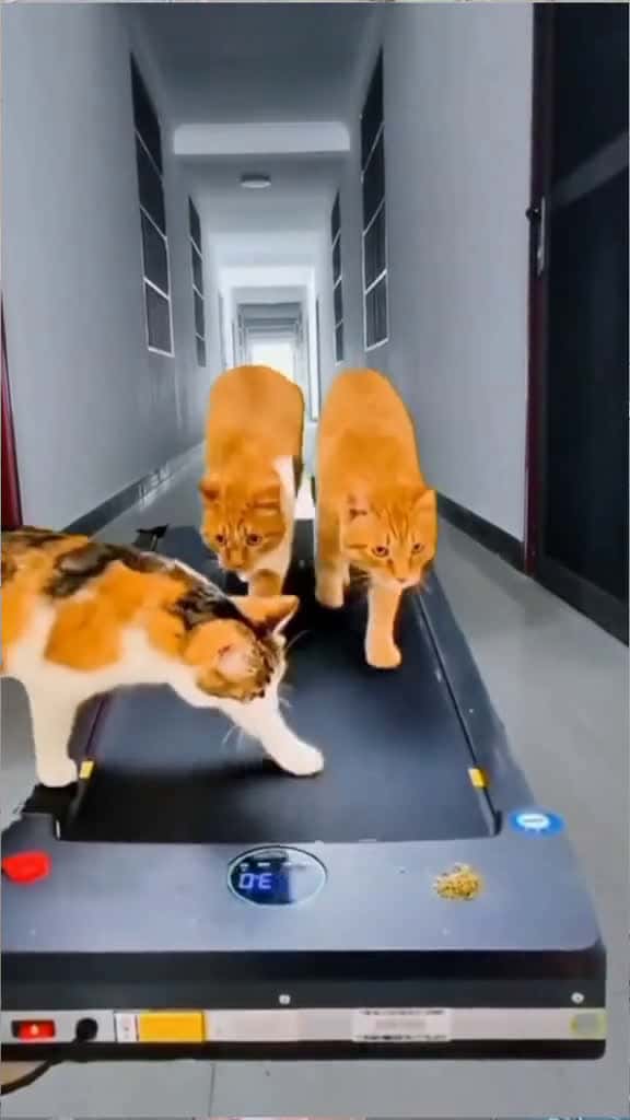 Cover for cat cute cute tiktok catoftiktok 08768 #us
