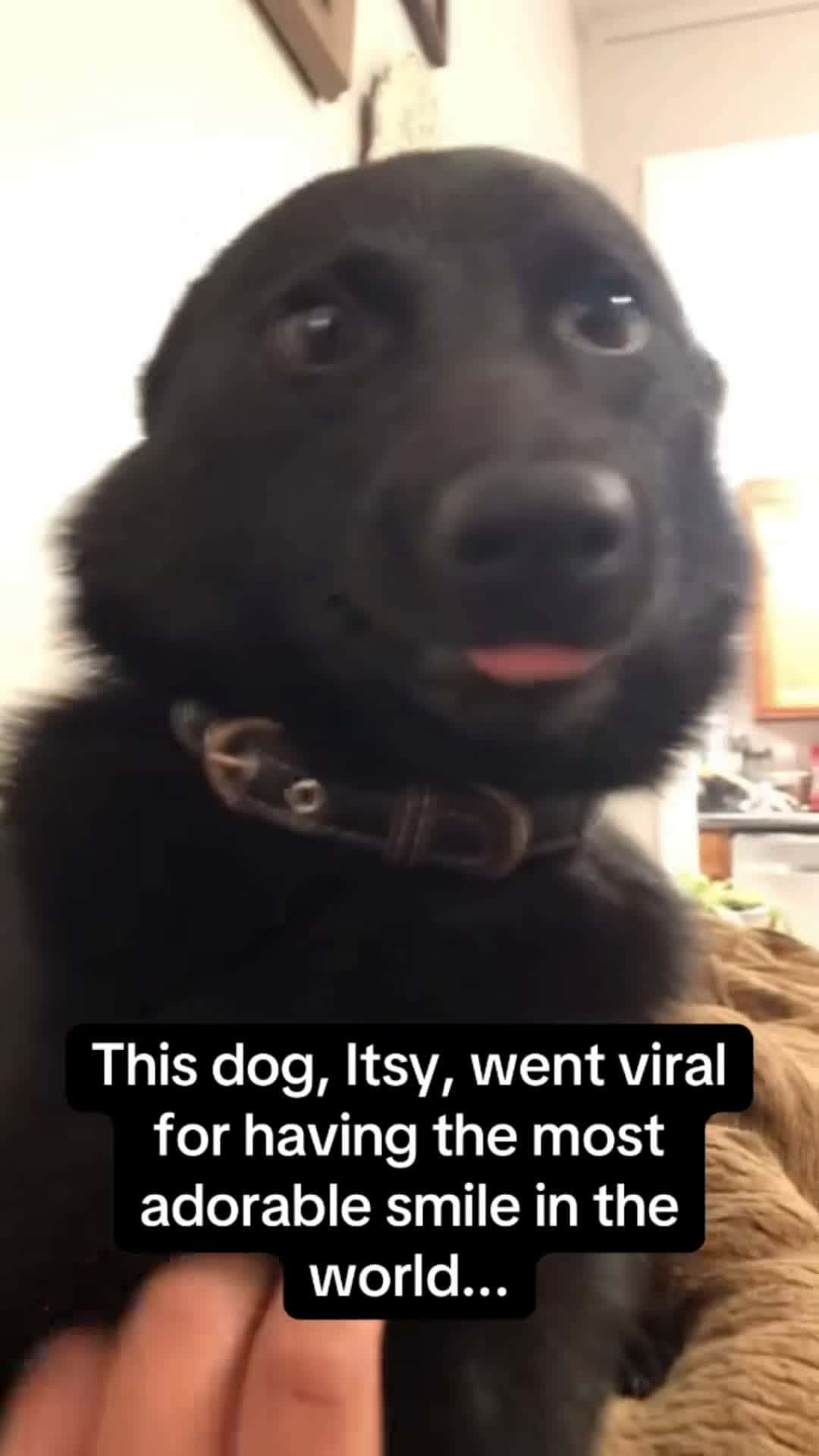 Cover for Funny dogs 115 #foryou #dog #funny #fyp #funnyvideo #interesting
