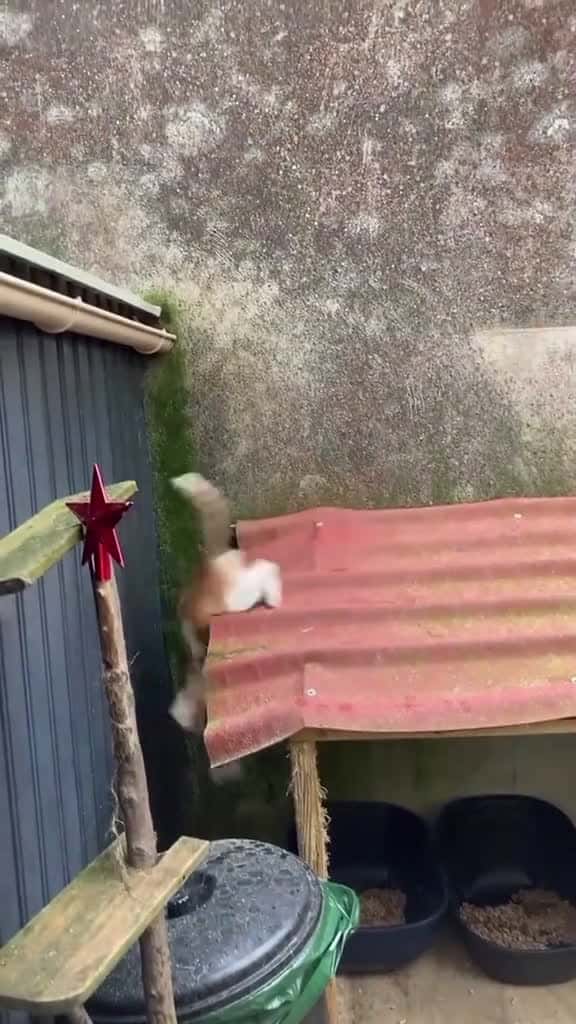 Cover for Cat made a mistake🤣 #foryou #funncat #catlover #catsoftiktiok #funny #usa  created by petslovetime.funny7 with petslovetime.funny7’s original sound