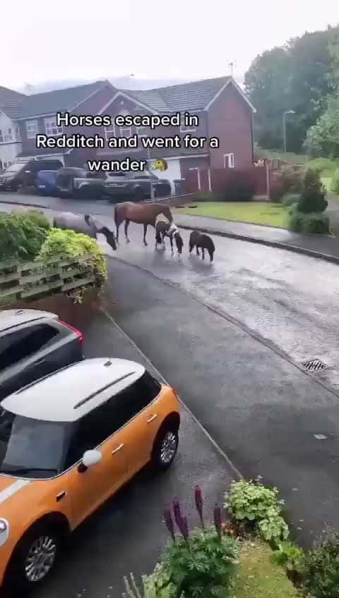 Cover for How s this happened then horse fyp horses 89893 #followMe