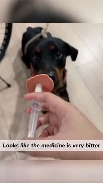 Cover for Trying to give dogs her medicine 😀 😄 😁 