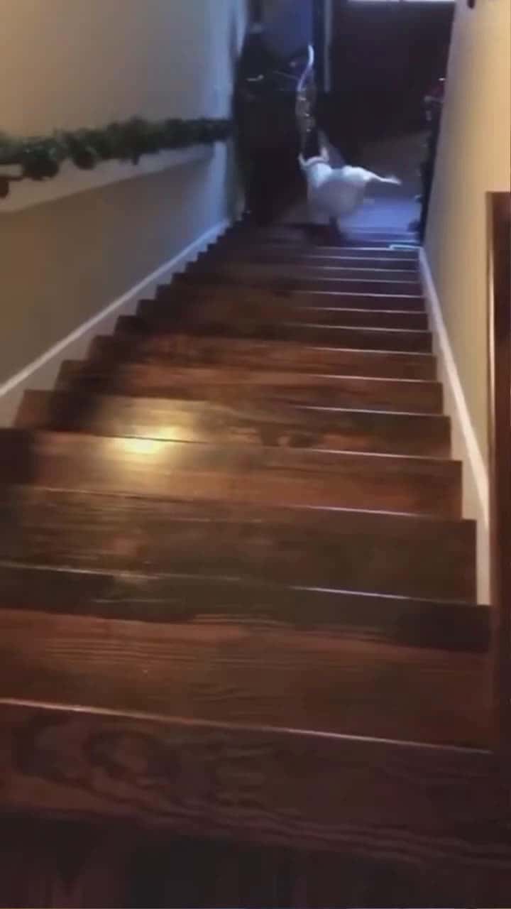 Cover for dogs and stairs ,double the fun #dog#funny#funnyanimals#funnypets#ani... (2)