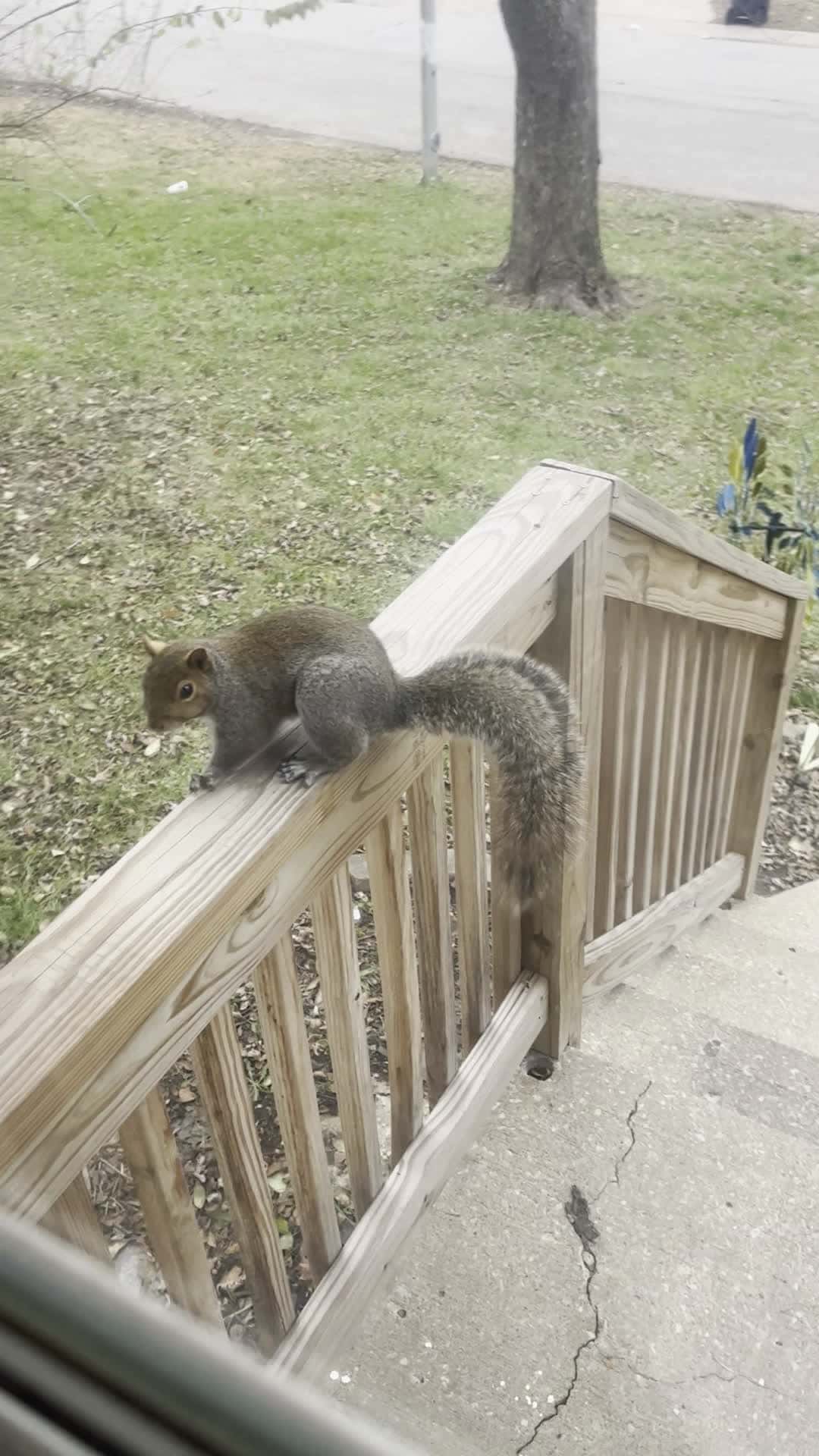 Cover for Marty the squirrel is really smart