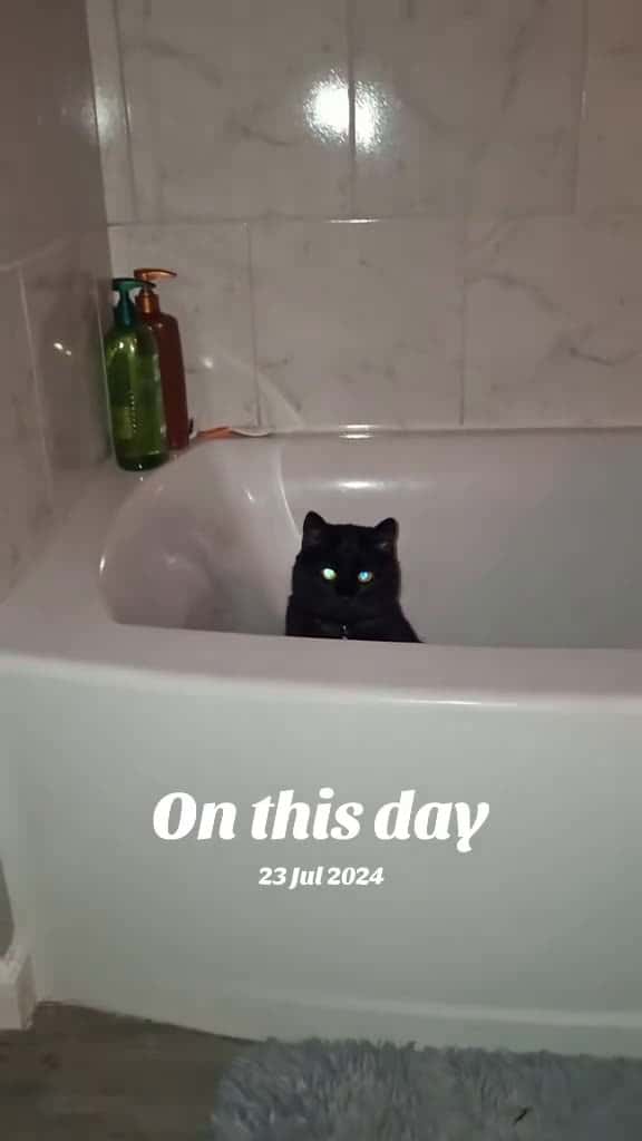Cover for My boy Onyx had been rolling around in our tub getting himself covered in glitter from the residue of a sparkly bath bomb while I was cleaning the bathroom but then he heard my daughter coming & this was his reaction lol #onthi...