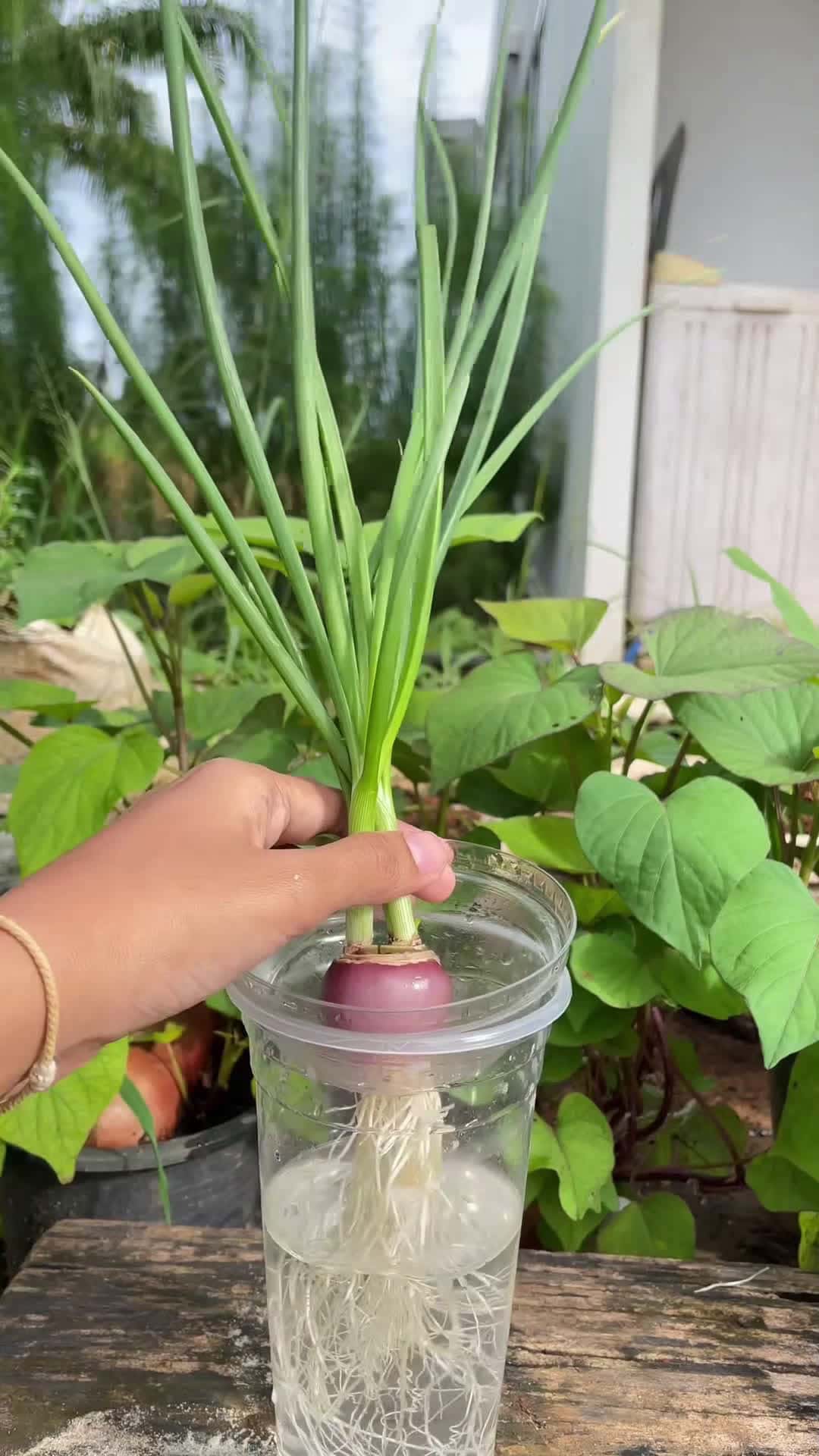 Cover for Grow onions without soil. No need to water them every day✅ #foryou #tips  #diy #fyp #ideas 