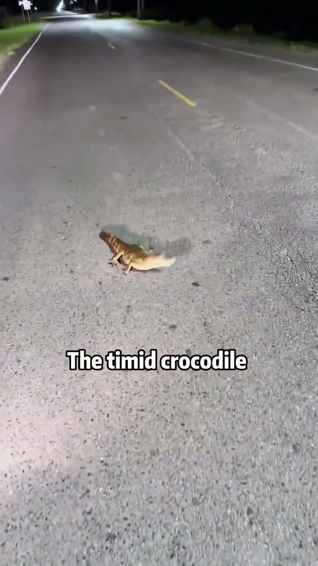 Cover for 🐊 Crocodile WHY SO SCARED! 😰😂 #animals #rescue #lovestory #shorts #sad #crocodile