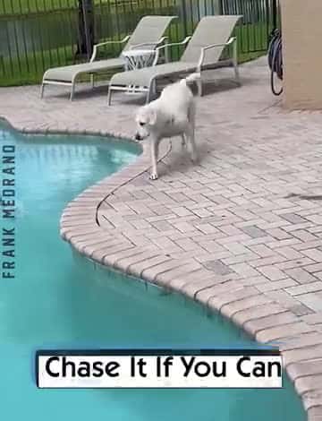Cover for Chase It If You Can