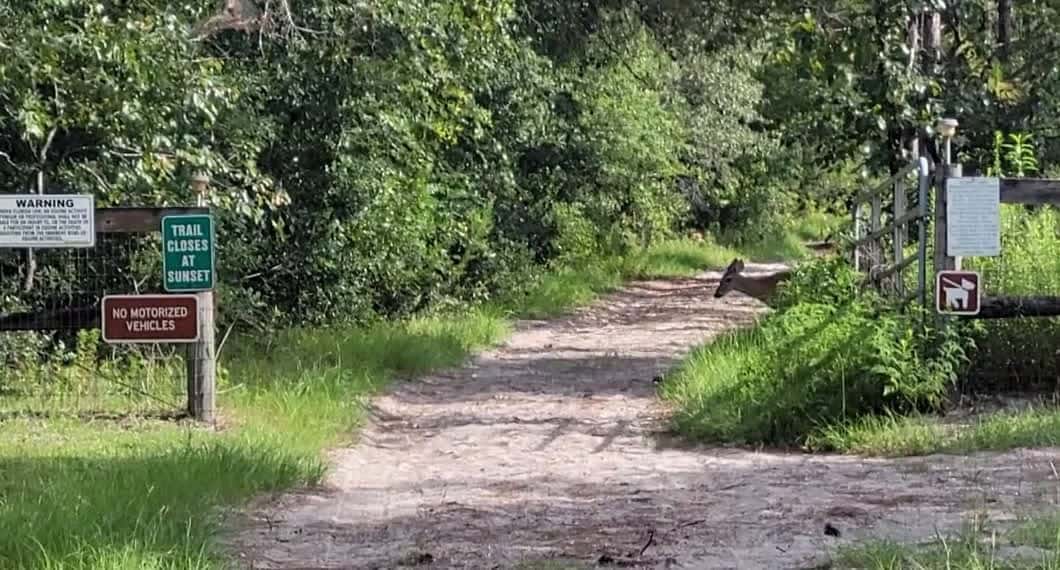 Cover for A Doe's Graceful Walk | Shangri-La Campground, Central FL 🦌🌿