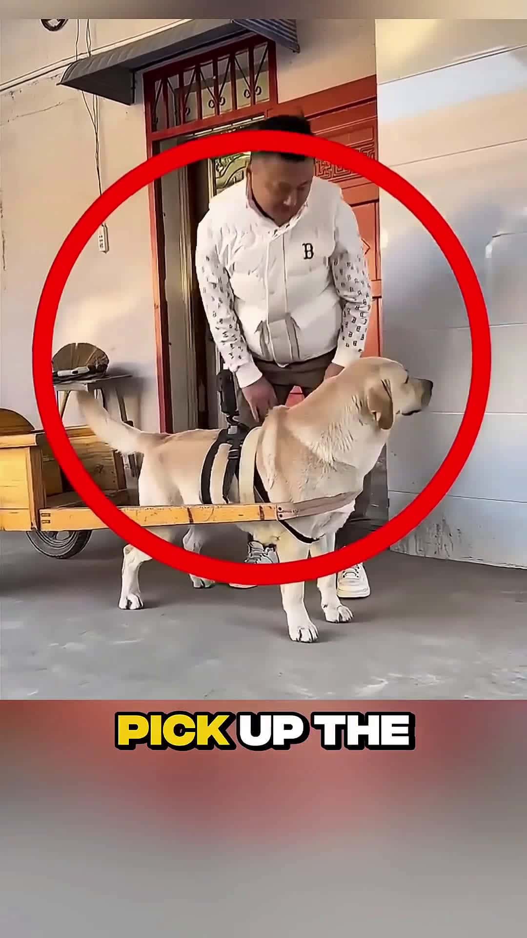 Cover for Loyal Dog Pulls Cart to Pick Up Girl from School, Shocks Everyone with His R #scoopzanimalvideo 